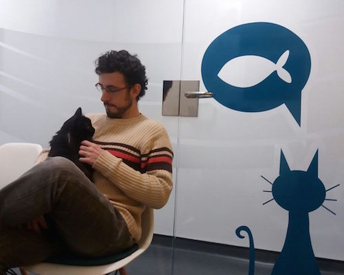 clinica veterinaria para gatos